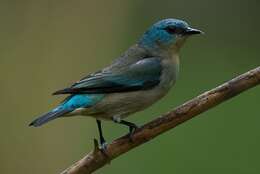 Image of Black-legged Dacnis