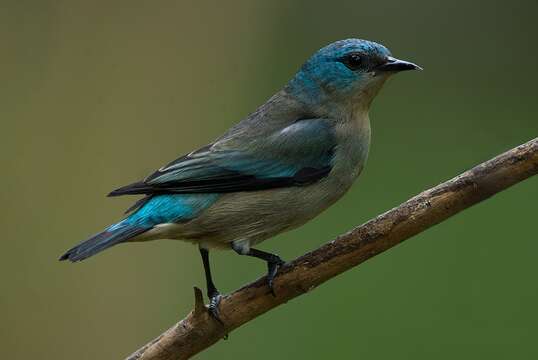 Image of Black-legged Dacnis