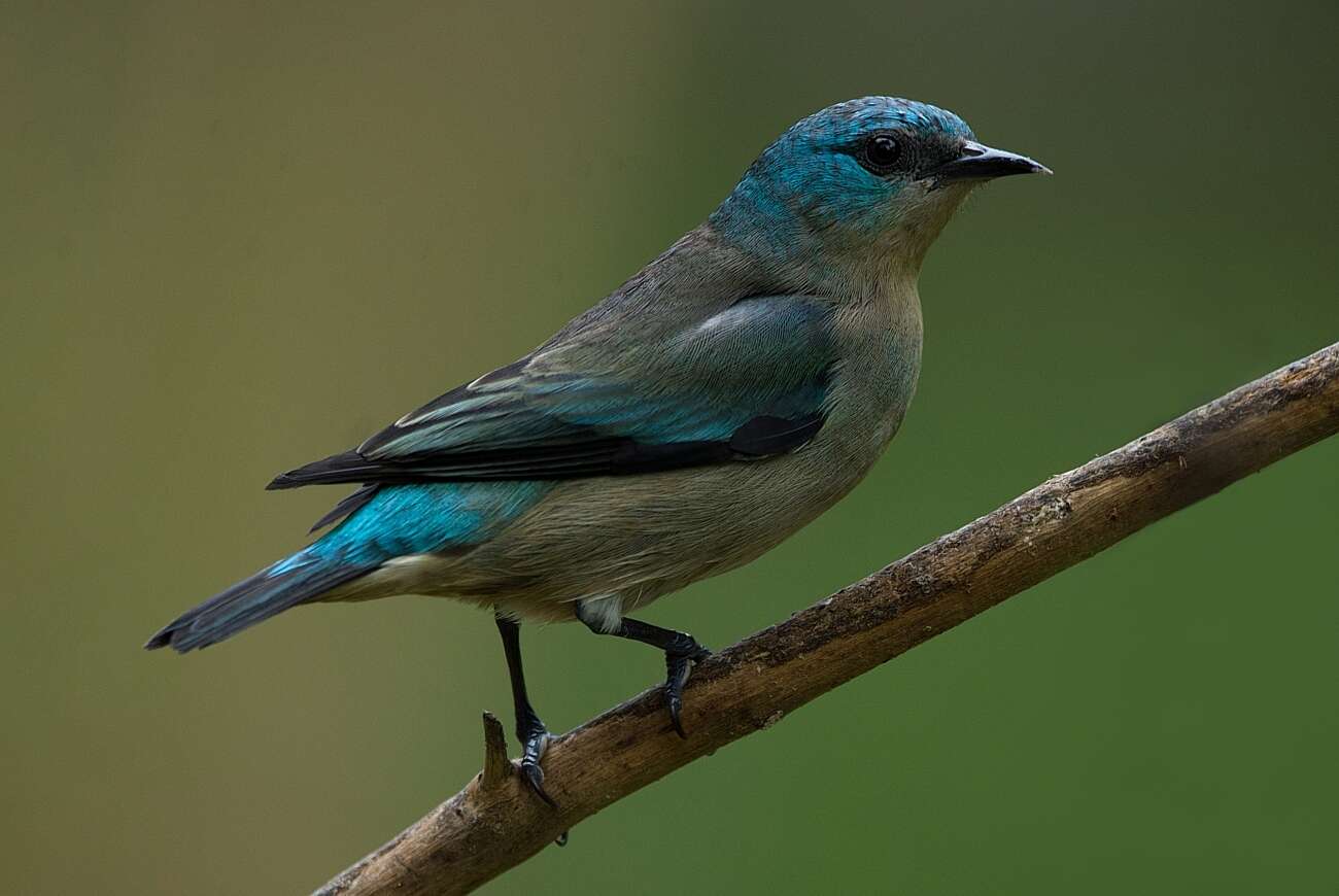 Image of Black-legged Dacnis