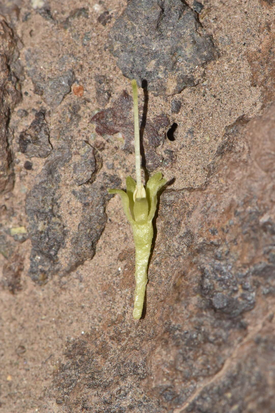 Image de Gamocarpha scapigera