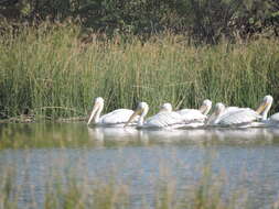 Image of Dalmatian Pelican