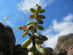 Image of White Stonecrop