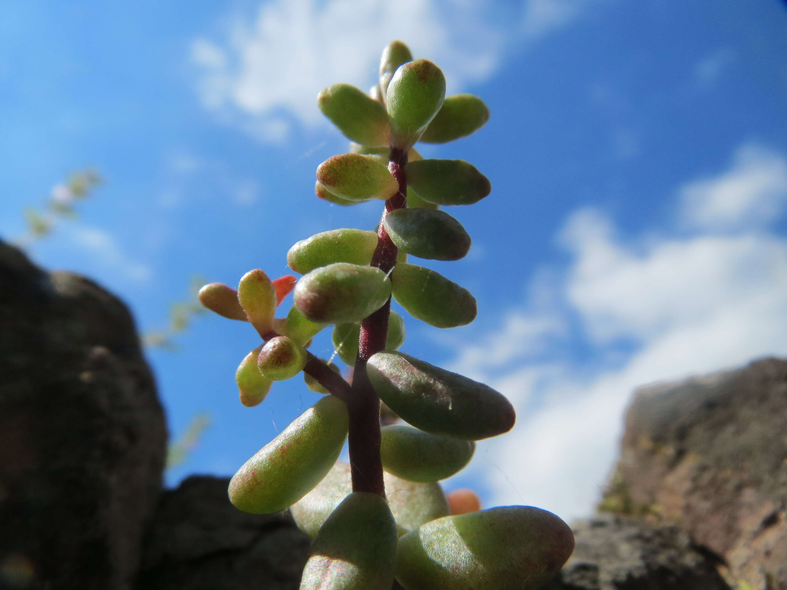 Image of White Stonecrop