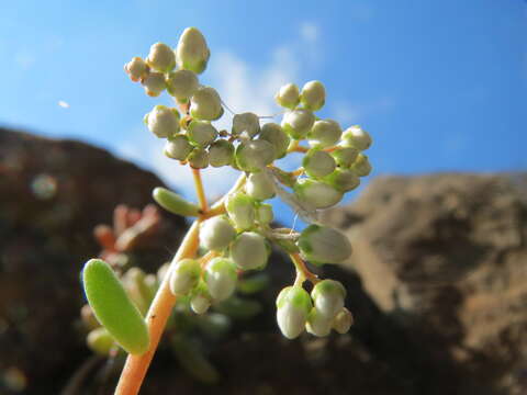 Image of White Stonecrop