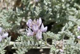 صورة Astragalus andersonii A. Gray