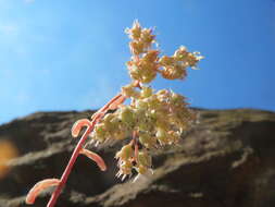 Image of White Stonecrop