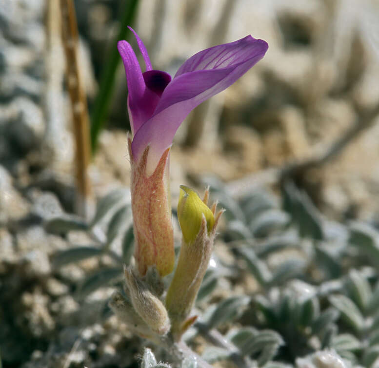 Imagem de <i>Astragalus <i>argophyllus</i></i> var. argophyllus