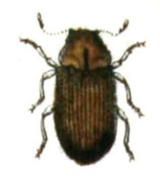 Image of drugstore beetle