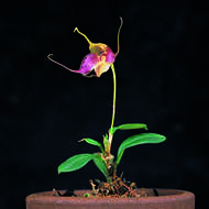 Image of cup orchid