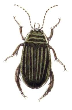 Image of Grooved Diving Beetle