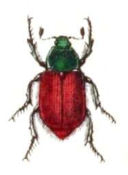 Image of Phyllopertha