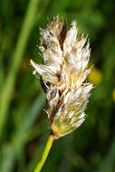 Image of blue moor grass