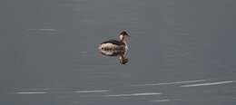 Image of Podiceps nigricollis nigricollis Brehm & CL 1831