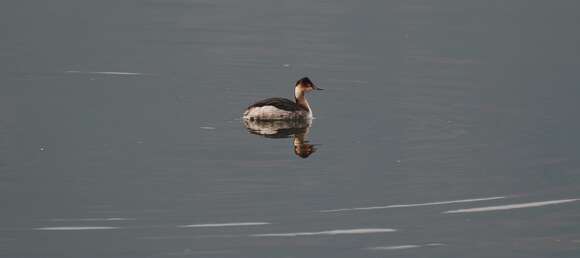 Image of Podiceps nigricollis nigricollis Brehm & CL 1831