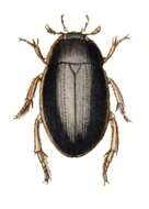 Image of Lesser silver water beetle