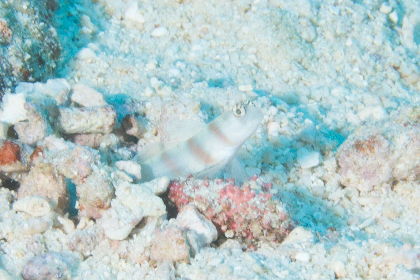 Image of Steinitz' prawn goby