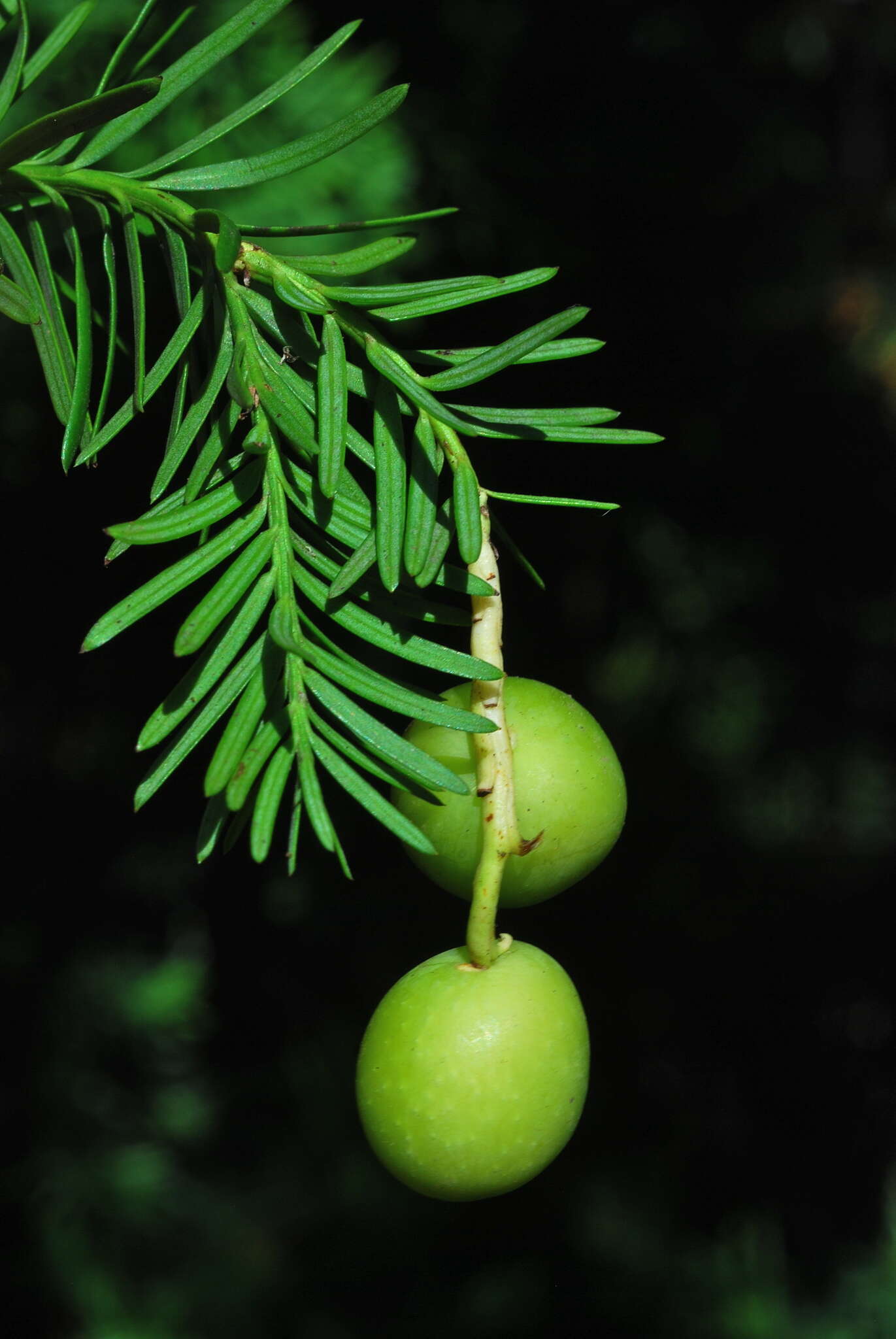 Image of Chilean podocarp