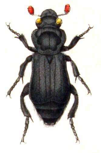 Image of Nicrophorus (Nicrophorus) humator (Gleditsch 1767)