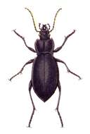 Image of Carabus (Oreocarabus) glabratus Paykull 1790