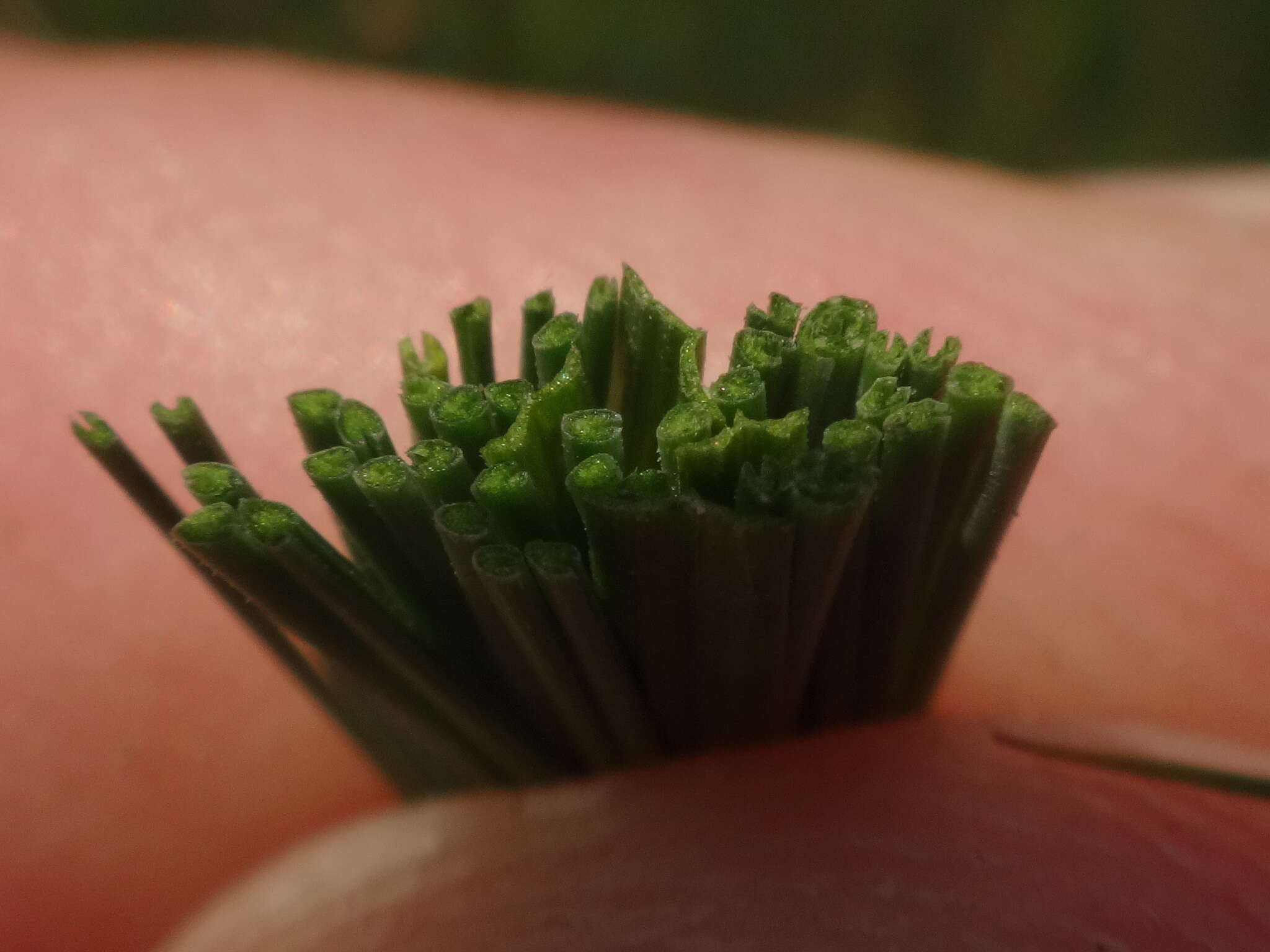 Image of Festuca rupicola Heuff.