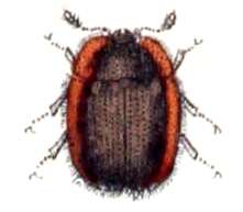 Image of Thymalus limbatus