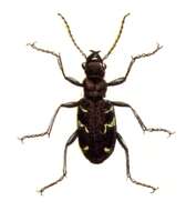 Image of Heath tiger beetle