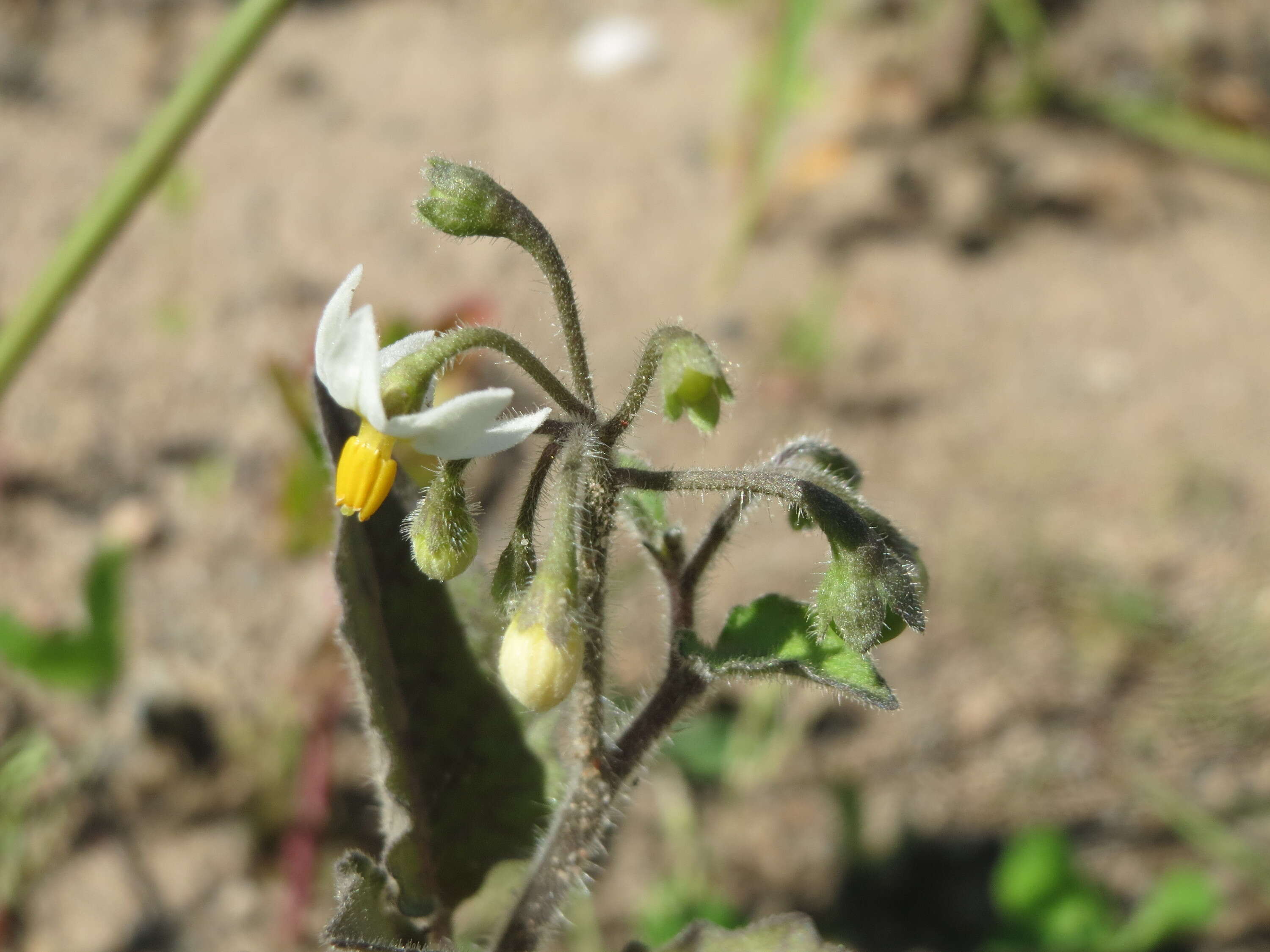 Plancia ëd Solanum nigrum L.