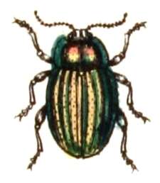 Image of Chrysolina cerealis