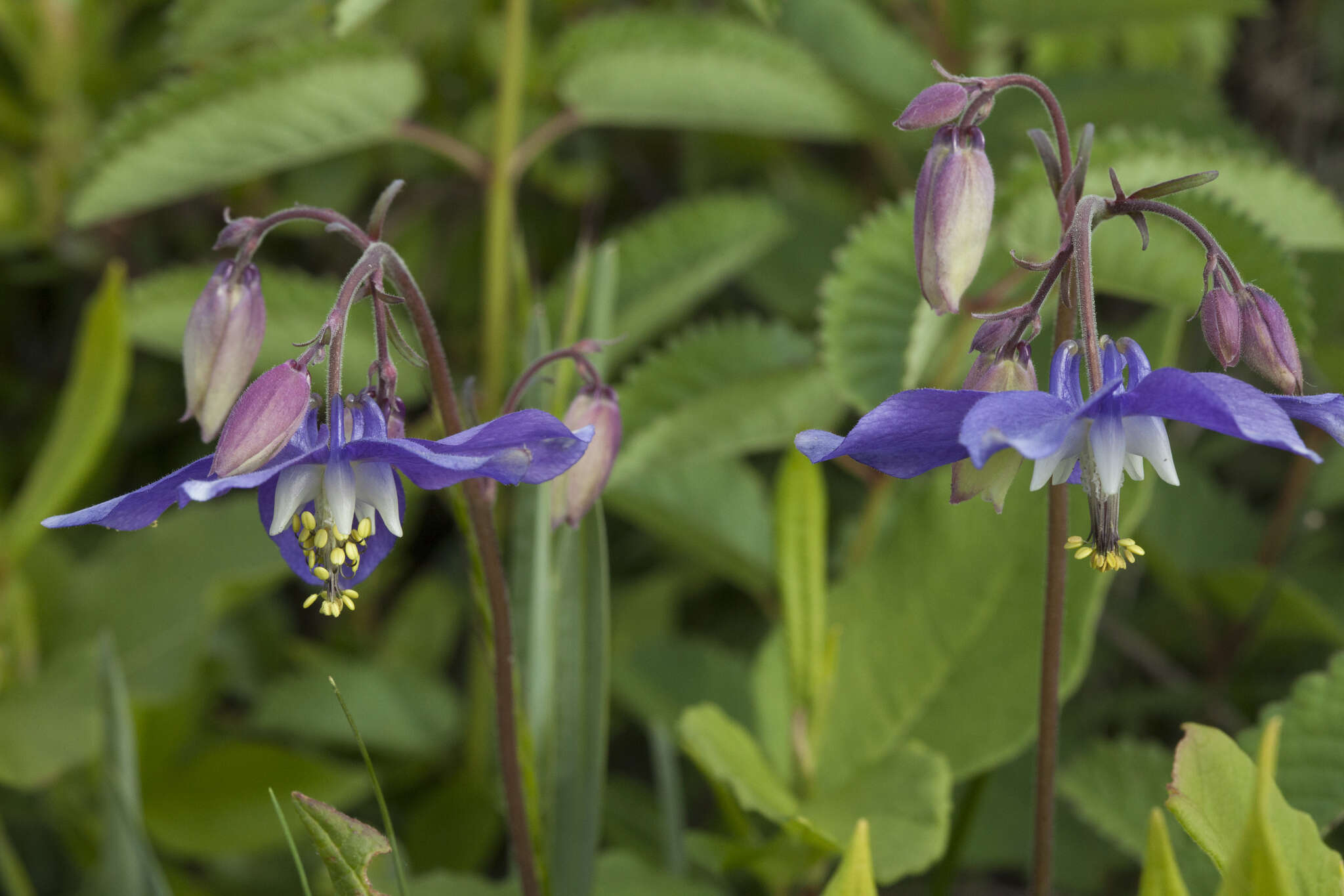 Image of Aquilegia parviflora Ledeb.