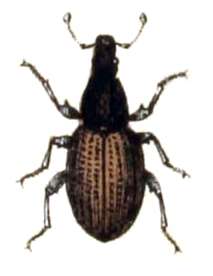 Plancia ëd Otiorhynchus (Pendragon) ovatus (Linnaeus 1758)