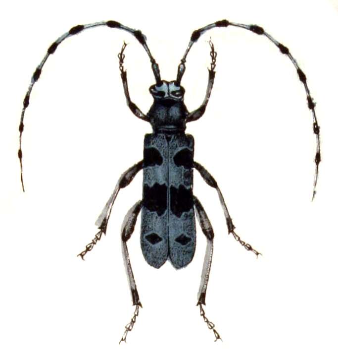 Image of Rosalia Longicorn