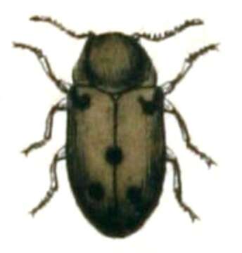 Imagem de Lasioderma serricorne (Fabricius 1792)