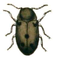 Image of cigarette beetle