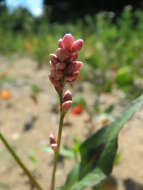 Image of Dock-Leaf Smartweed