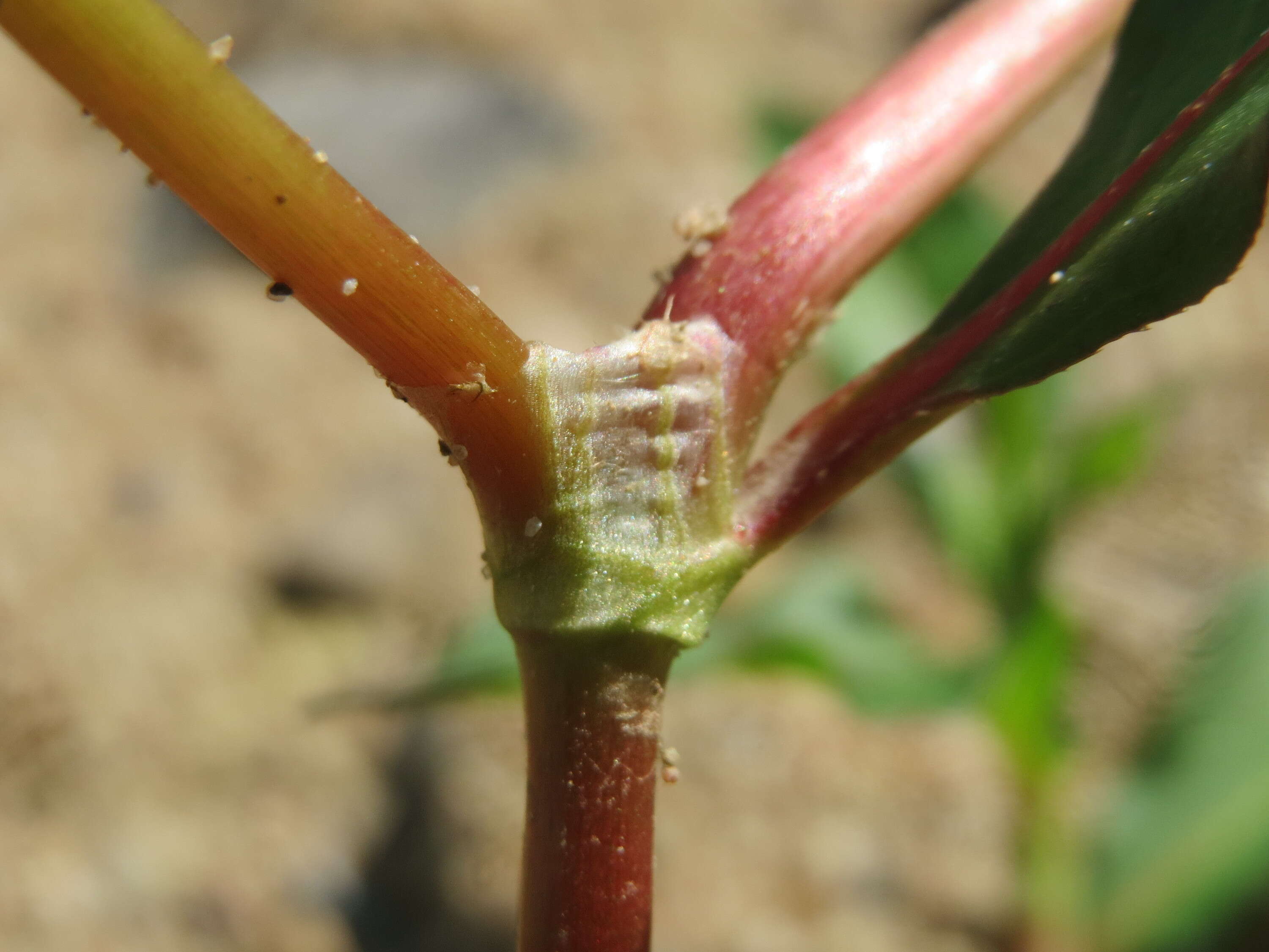 Image of Dock-Leaf Smartweed