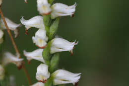 Image of Yellow nodding lady's tresses