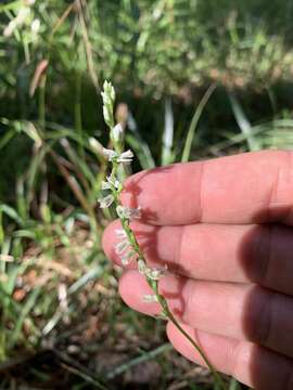 Слика од Spiranthes eatonii Ames ex P. M. Br.