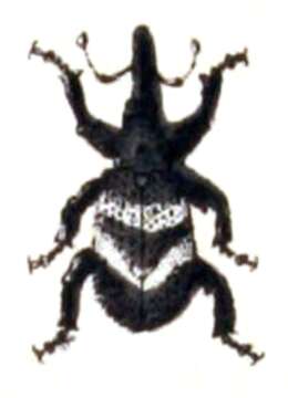 Image of Weevil