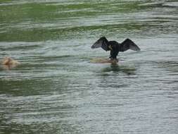 Image of Black Shag