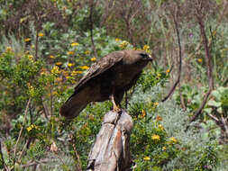 Image of Buteo buteo insularum Floericke 1903