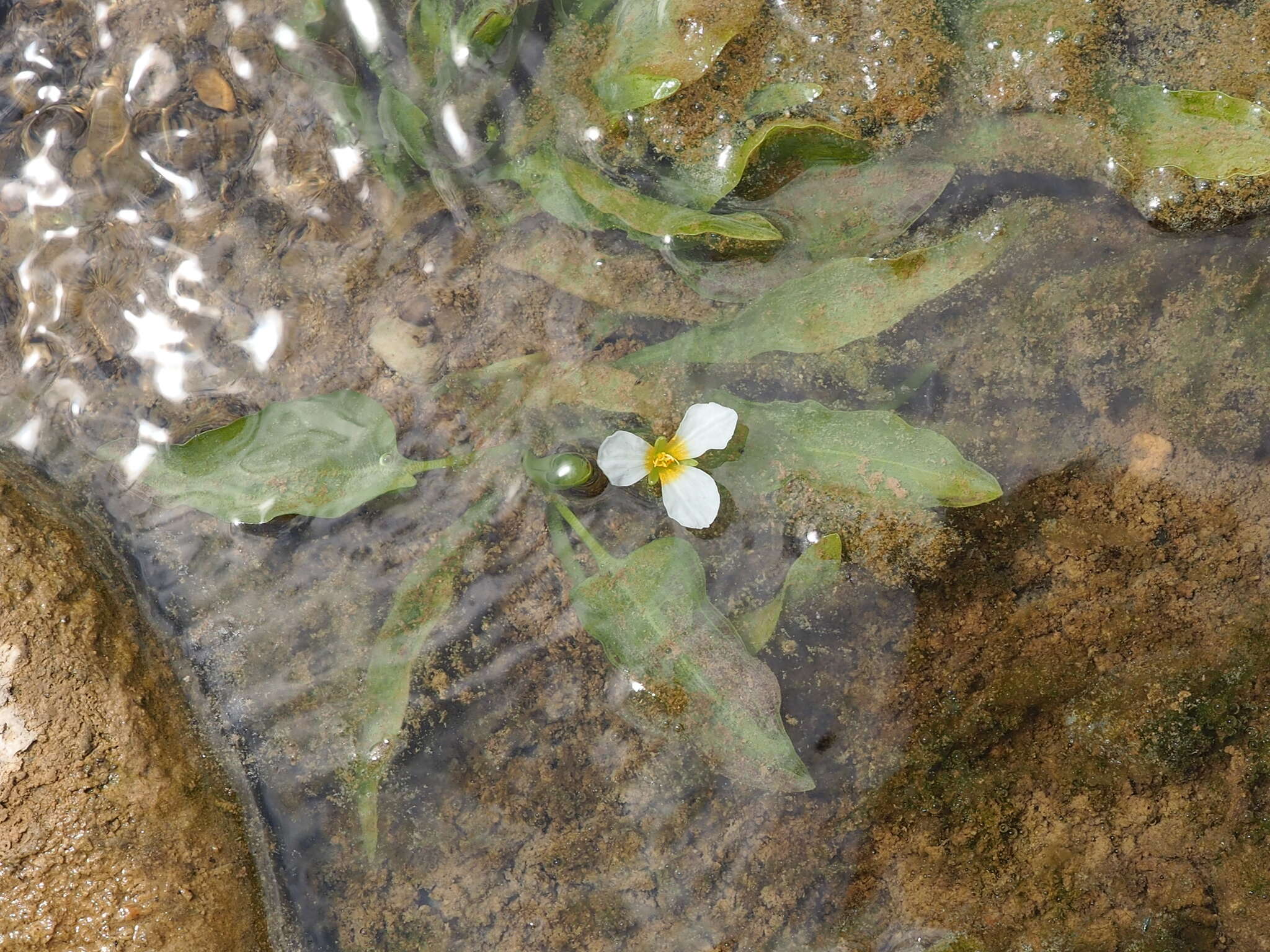 Image of Duck-Lettuce