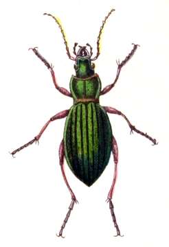 Carabus (Chrysocarabus) auronitens Fabricius 1792 resmi