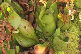 Image of purple pitcherplant