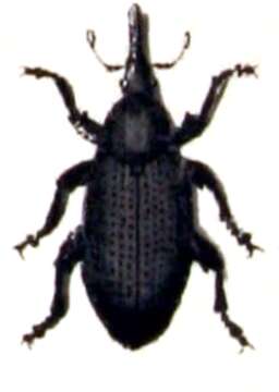 Image of Beech Leaf-mining Weevil