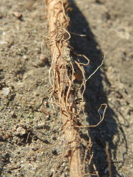 Image of yellow salsify