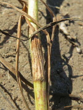 Слика од Tragopogon dubius Scop.