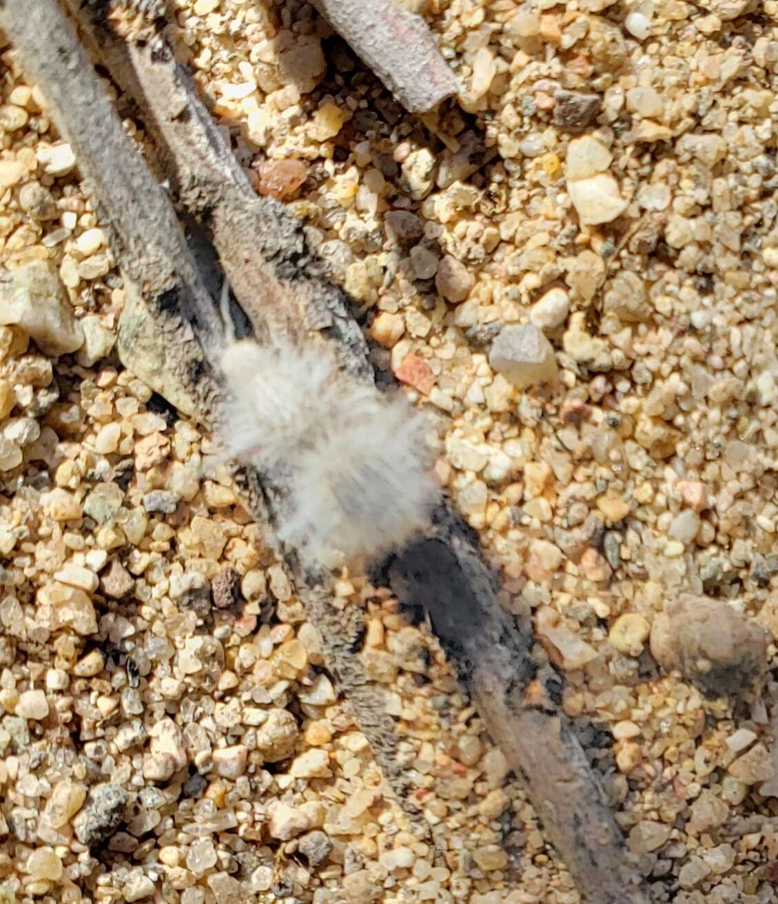 Image of Thistledown Velvet Ant