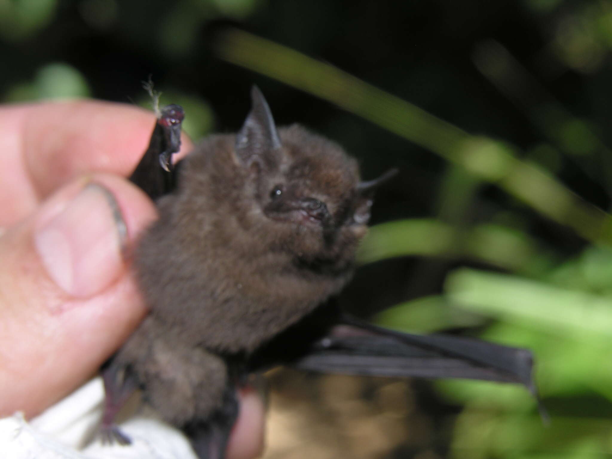 Image of Peters’s Sheath-tailed Bat