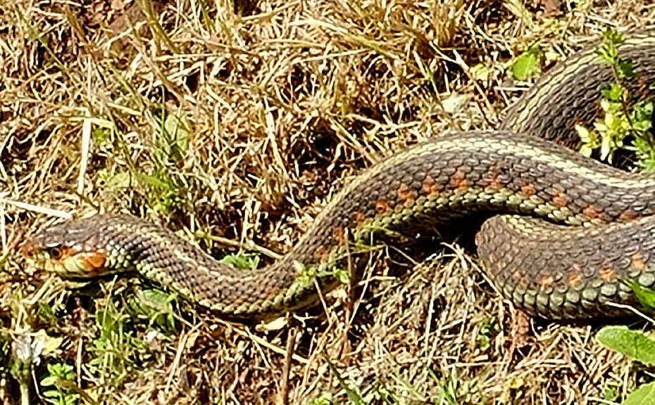 Plancia ëd Thamnophis sirtalis concinnus (Hallowell 1852)