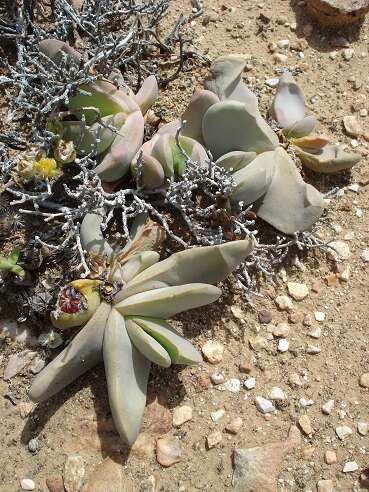 Image of Glottiphyllum neilii N. E. Br.